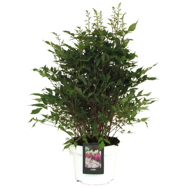 <h4>Astilbe ton sur ton White</h4>
