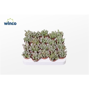 Fenestraria Aurantiaca
