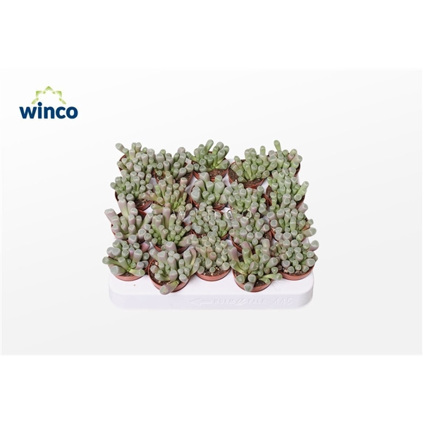 <h4>Fenestraria Aurantiaca</h4>