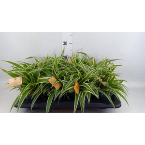 Chlorophytum com. 'Ocean'