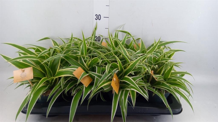 <h4>Chlorophytum com. 'Ocean'</h4>