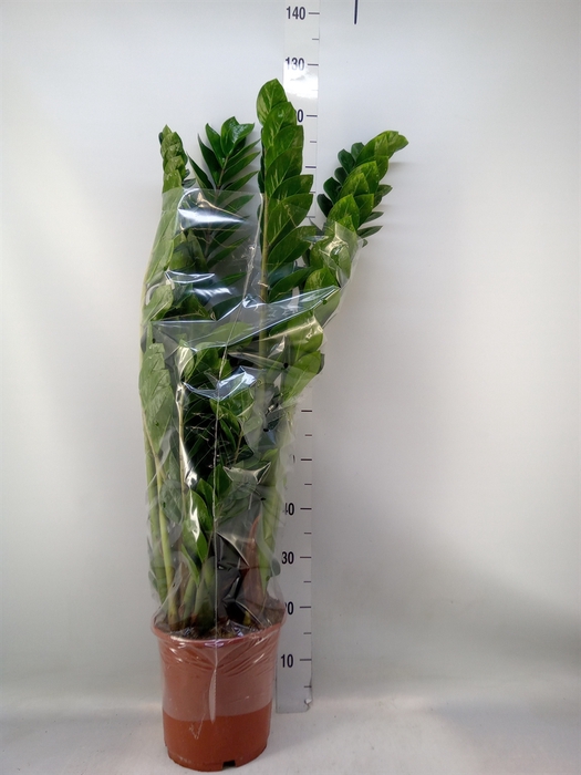 <h4>Zamioculcas zamiifolia</h4>