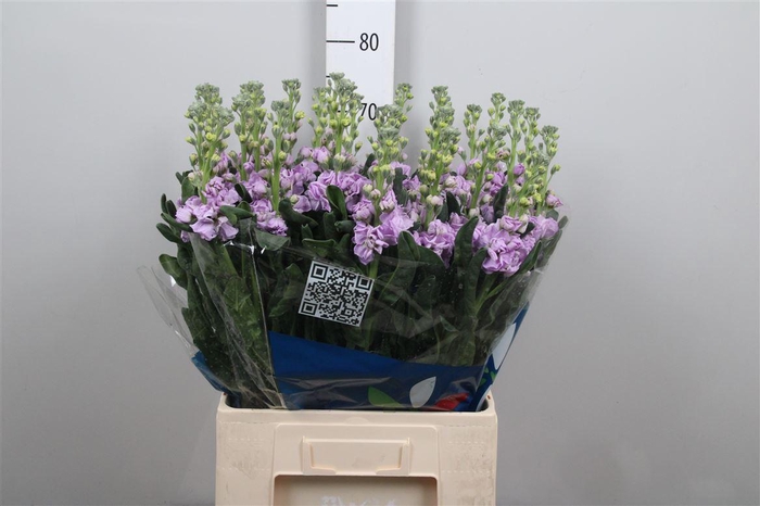 <h4>Matth Iron Marine</h4>