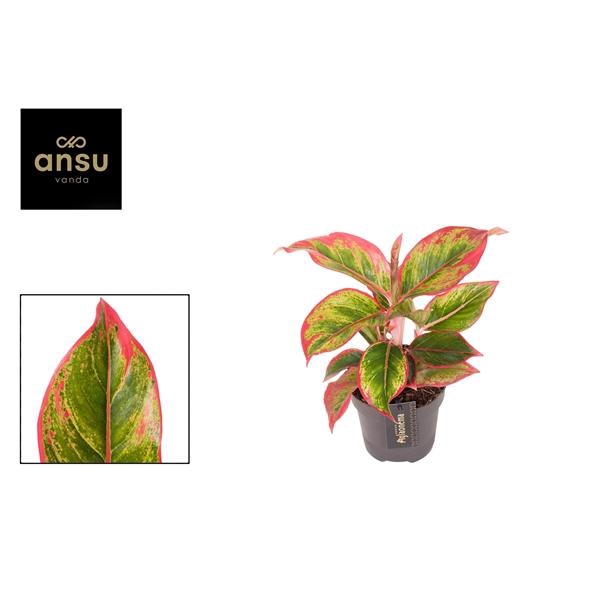 <h4>Aglaonema Cadmium Red</h4>