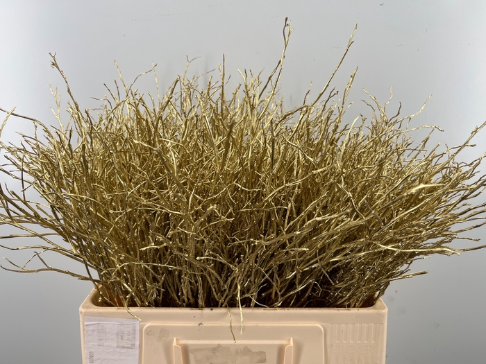 <h4>VACC KLB H%</h4>