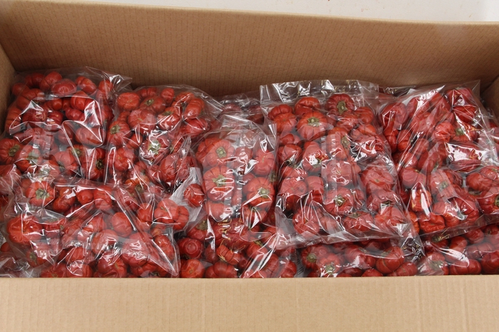 <h4>Frt Solanum Small Red (250g)</h4>