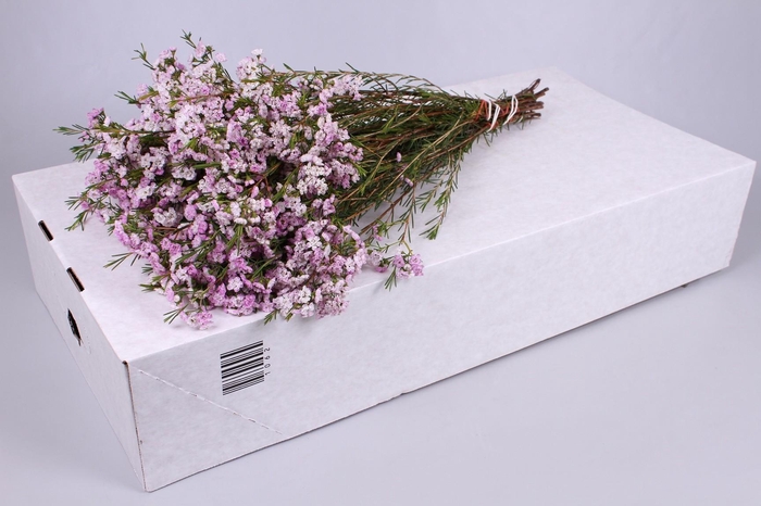 <h4>Chamelaucium Dancing Queen</h4>