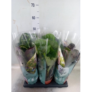 Calathea roseopicta   ...mix