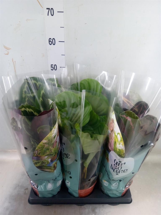 <h4>Calathea roseopicta   ...mix</h4>