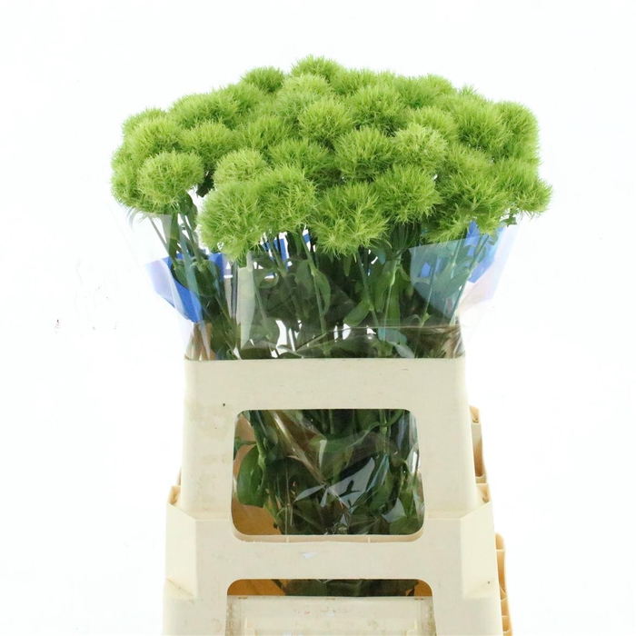<h4>Di Barb Green Trick</h4>