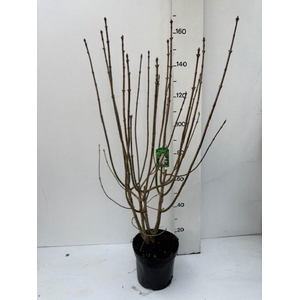 SYRI VIL AGNES SMITH