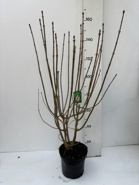 <h4>SYRI VIL AGNES SMITH</h4>