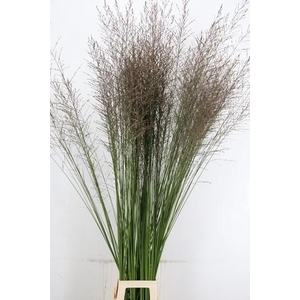 GRAS MOLINIA STANDING