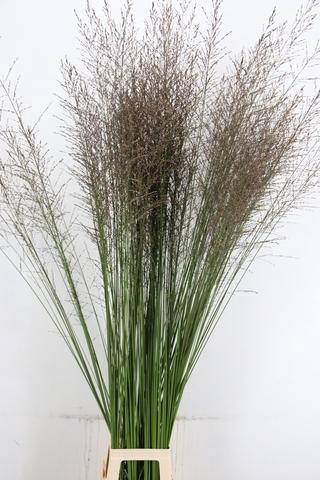 <h4>GRAS MOLINIA STANDING</h4>