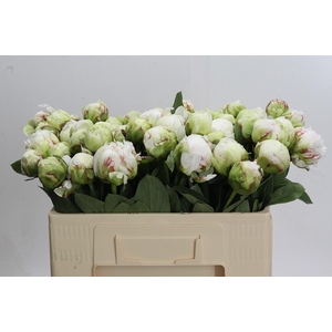 Paeonia Ivory Victory