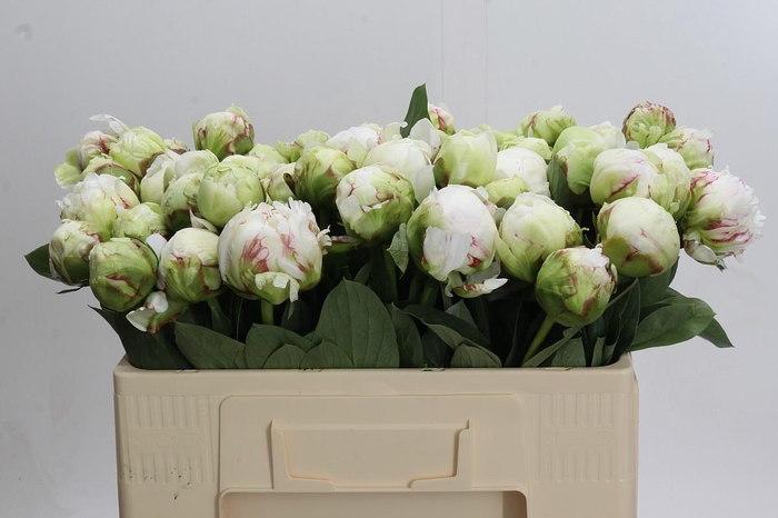 <h4>Paeonia Ivory Victory</h4>