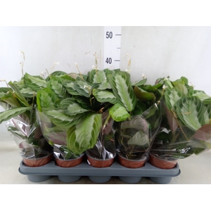 Maranta leuc.   ...
