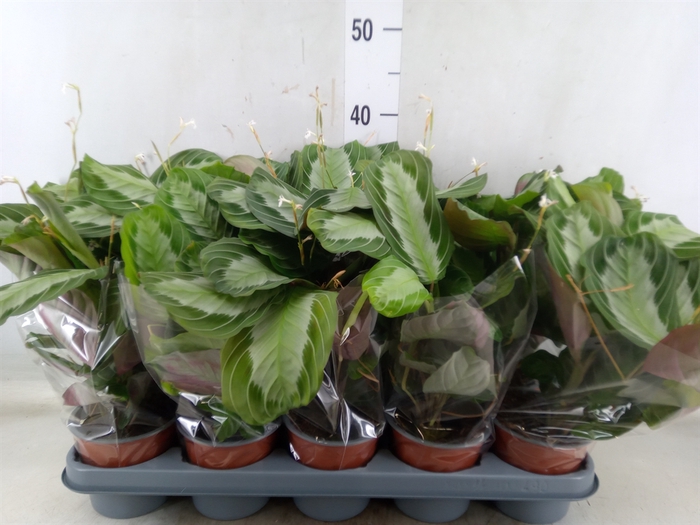 <h4>Maranta leuc.   ...</h4>