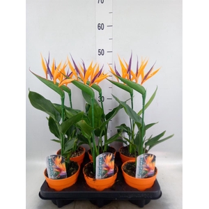 Arr. Strelitzia L%