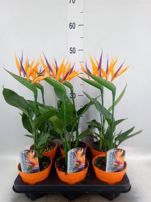 <h4>Arr. Strelitzia L%</h4>