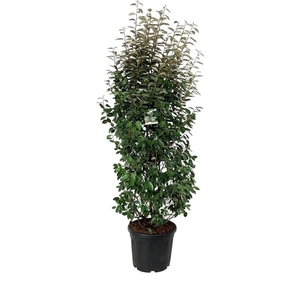 Elaeagnus ebb. 'Compacta'