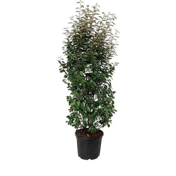 <h4>Elaeagnus ebb. 'Compacta'</h4>