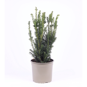 Taxus Media Hillii