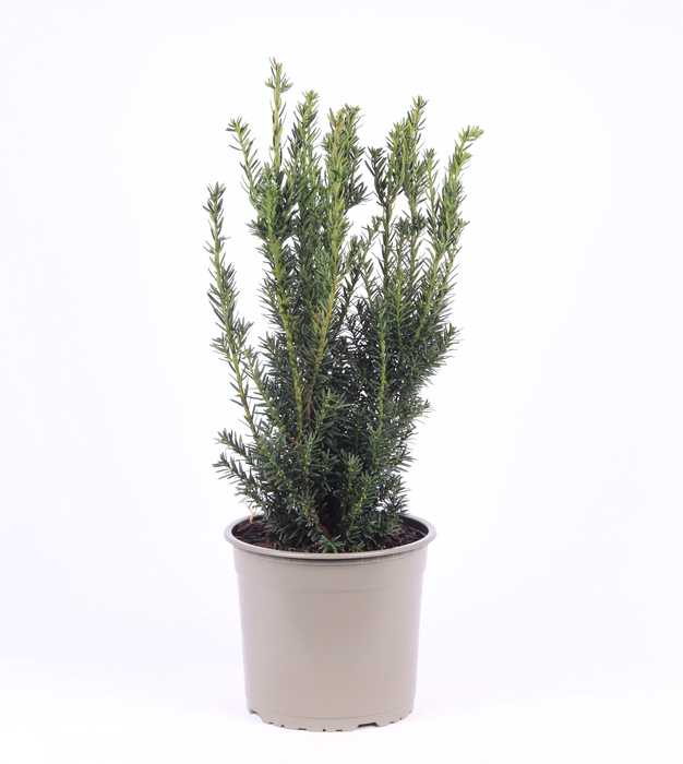 <h4>Taxus Media Hillii</h4>