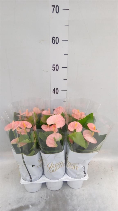 <h4>Anthurium andr. 'Spirit'</h4>