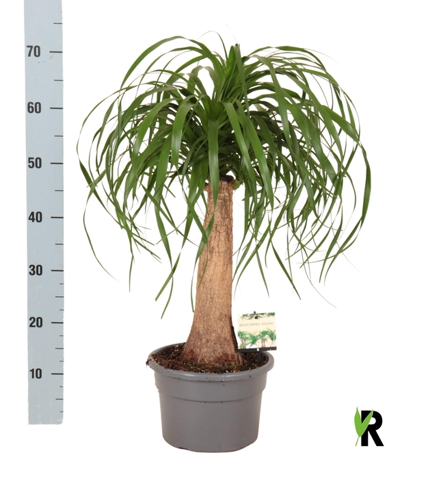 <h4>BEAUCARNEA RECUR</h4>