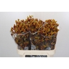 Anigozanthos Gold Fever