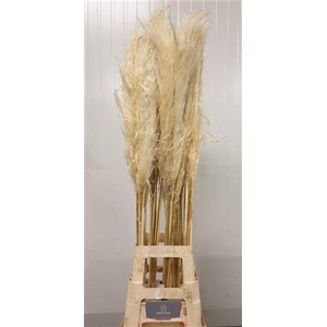 CORTADERIA EVITA BLEEK =3=