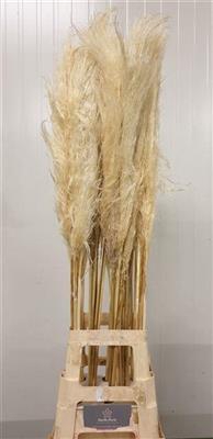 <h4>CORTADERIA EVITA BLEEK =3=</h4>