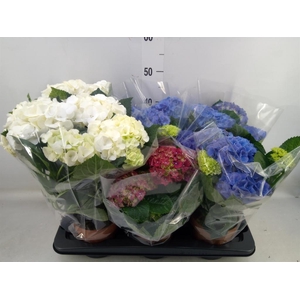 Hydrangea mac.   ...mix