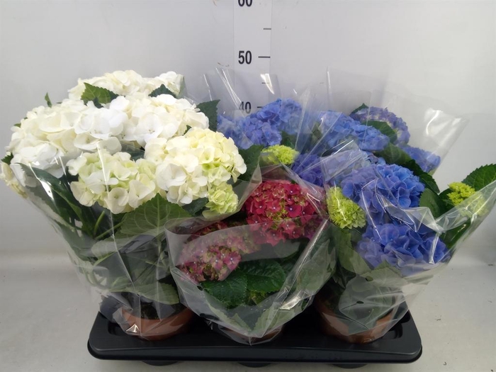 <h4>Hydrangea mac.   ...mix</h4>