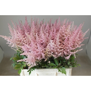 Astilbe Erika