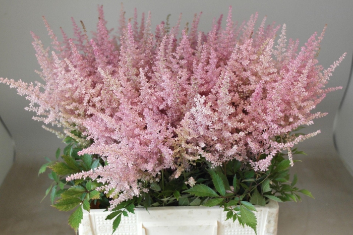 <h4>Astilbe Erika</h4>