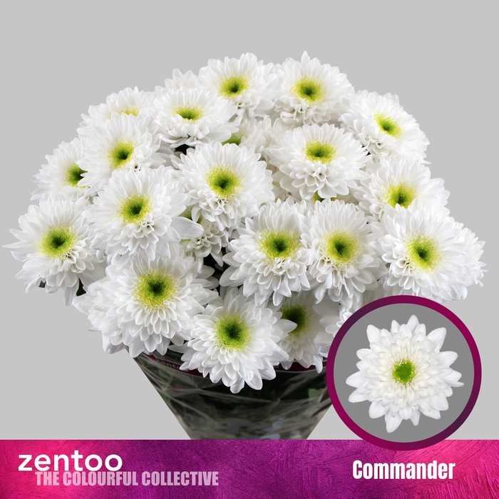 <h4>CHR T COMMANDER</h4>