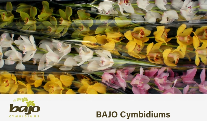 <h4>CYMB T GEM</h4>