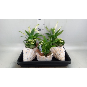 Arr.    Planten  L%