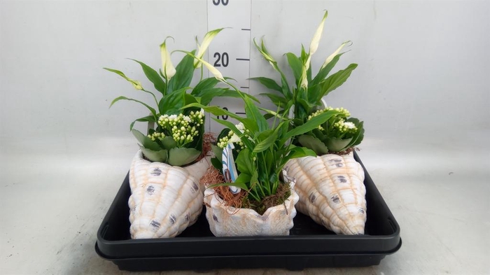 <h4>Arr. Planten L%</h4>