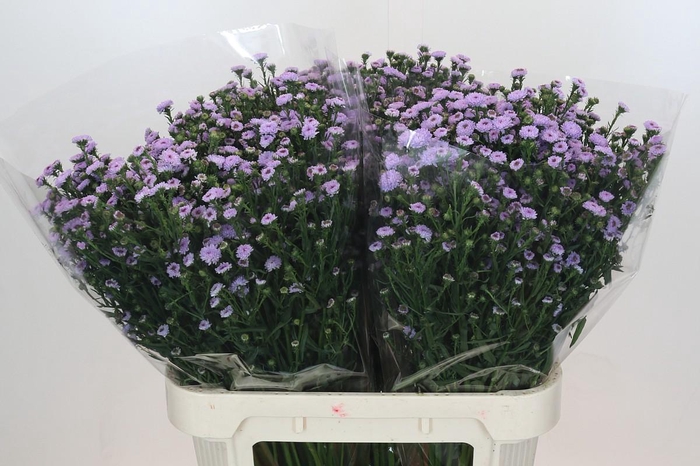 <h4>Aster Baby Blue</h4>