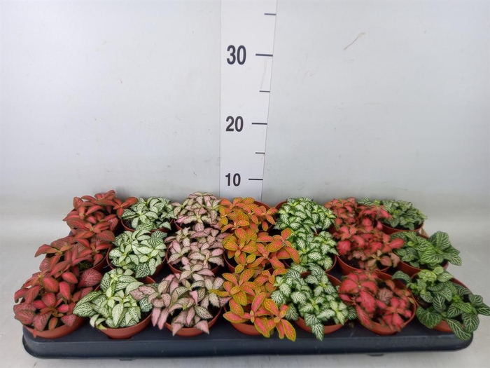 <h4>Fittonia   ...mix 7</h4>