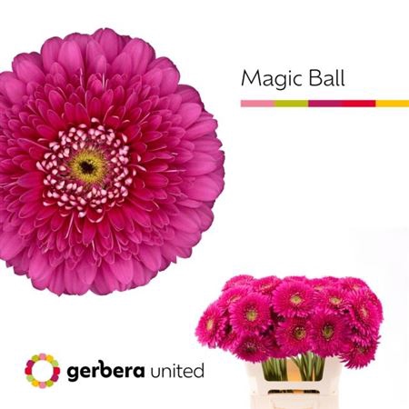 <h4>Ge Gr Pom Magic Ball</h4>