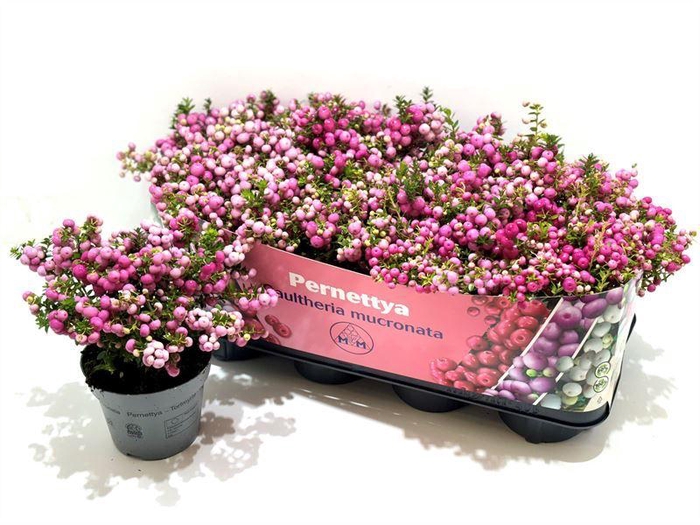 <h4>Gaultheria mucronata Roze</h4>