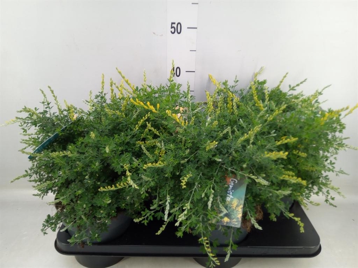 <h4>Genista spachiana</h4>
