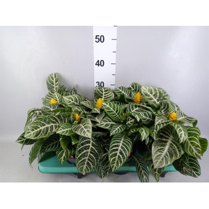 Aphelandra squar.