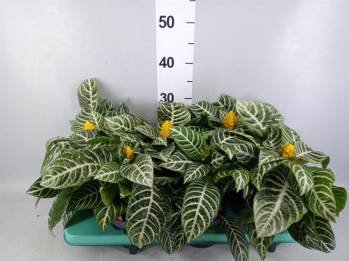 <h4>Aphelandra squar.</h4>