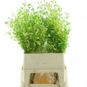 Oncidium Aazur Green