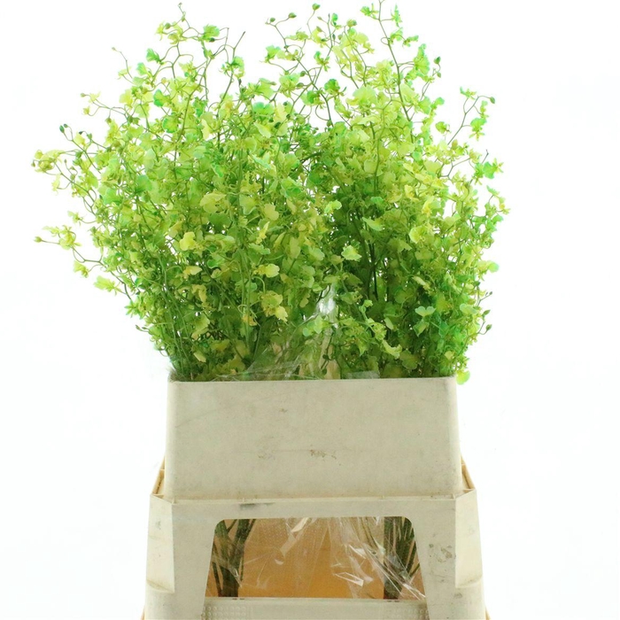 <h4>Oncidium Aazur Green</h4>